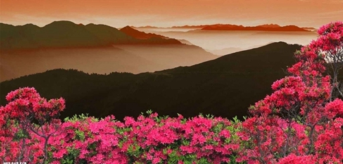 2021年井冈山杜鹃花节,2021年圣井山杜鹃花 活动| 一起去井冈山看杜鹃花开漫天吧