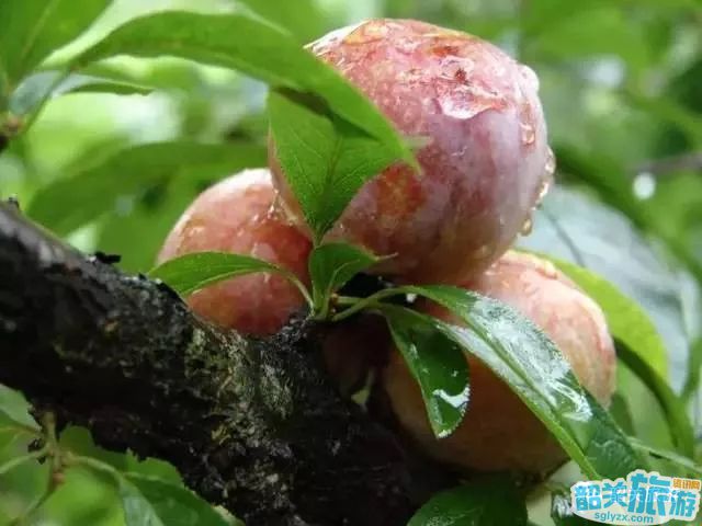 最新情报!清甜爽脆的三华李将于6月上旬成熟,吃货们请做好准备