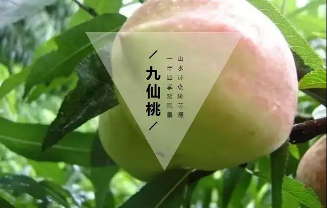 多汁葡萄,香甜桃子上线!夏日来翁源邂逅一场摘果之旅吧~